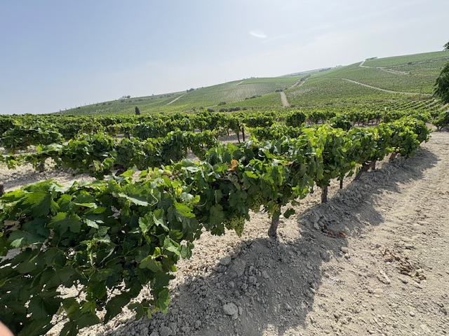 Bodegas y Viñedos María Victoria